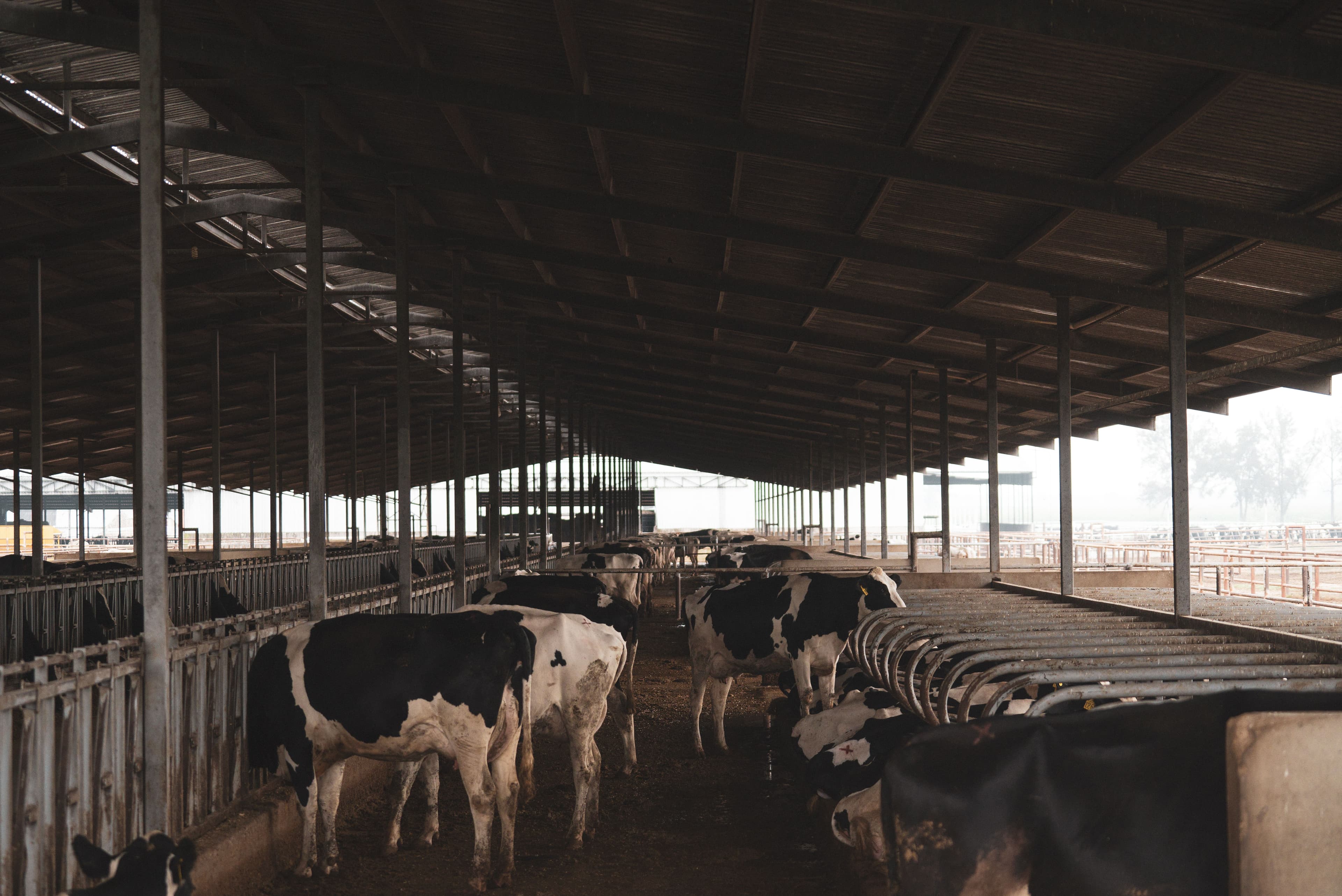 Cattle farm